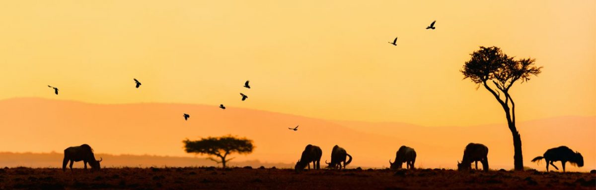 A landscape shot at sunset of buffalo grazing in Serengeti National Park.