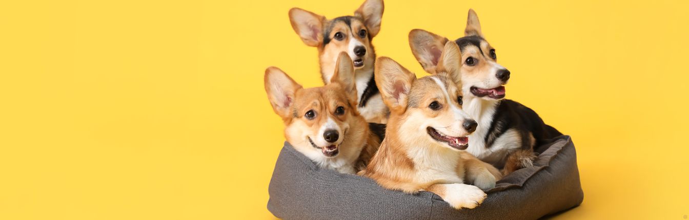 Four corgi dogs sitting together in a dog bed, against a yellow background.