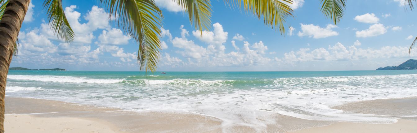 A beautiful white-sand beach with a palm tree.